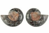 Cut/Polished Ammonite (Phylloceras?) Pair - Unusual Black Color #166028-1